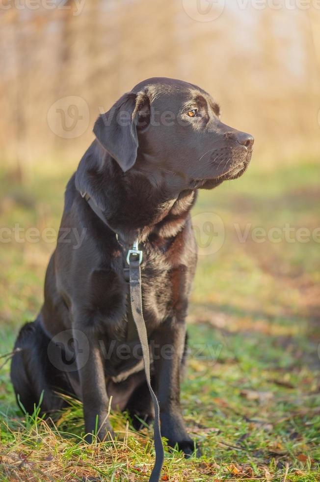 Labrador retriever dog on the background of nature. A dog with a harness and a leash on a walk. photo