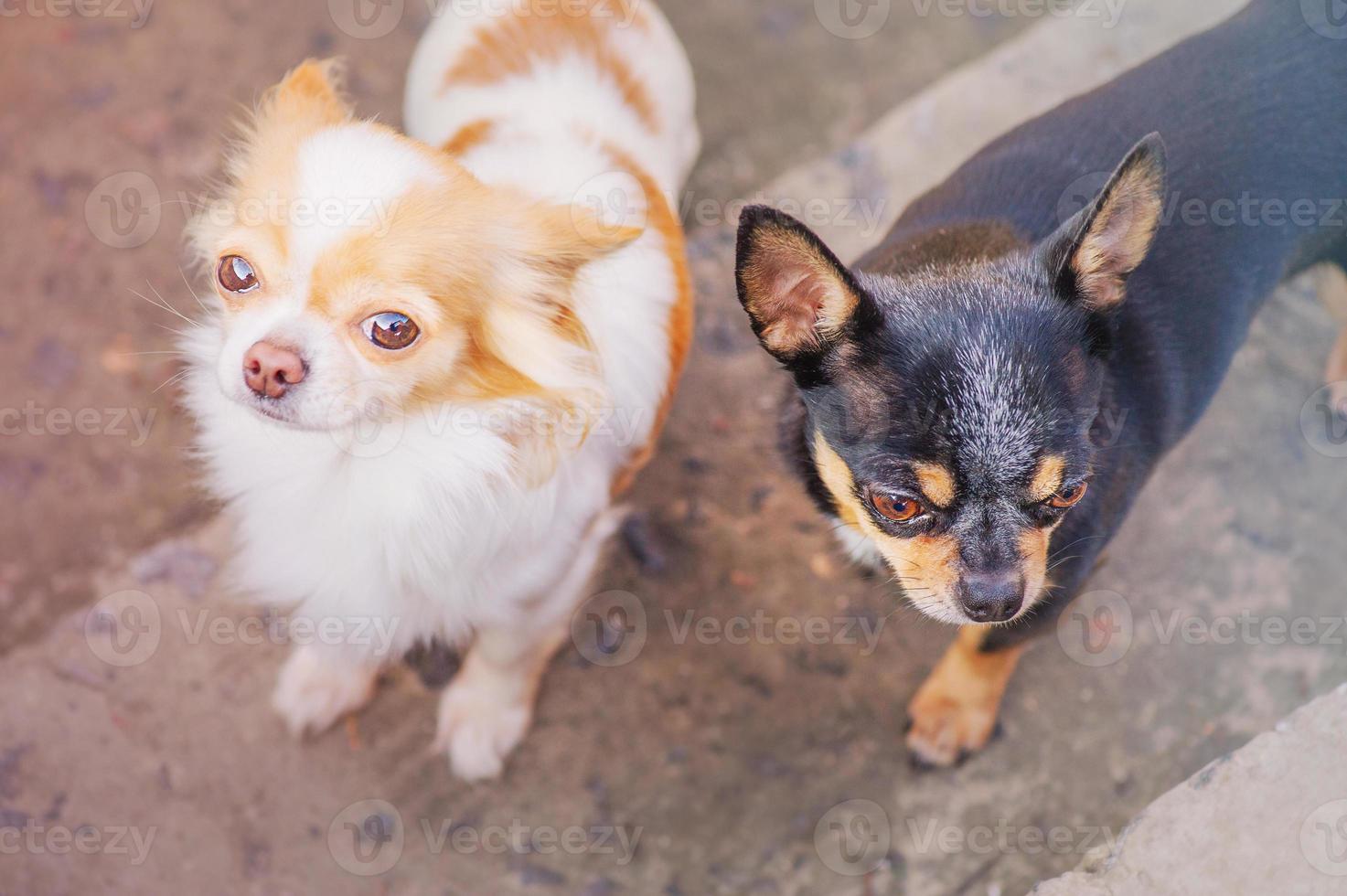 Two black and white chihuahua dogs. A white and red dog and a black dog. Animals, pets. photo