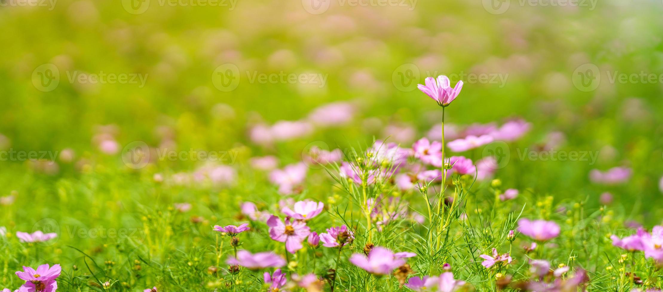 Closeup of pink Cosmos flower under sunlight with green leaf nature background and copy space using as natural plants landscape, ecology wallpaper cover page concept. photo