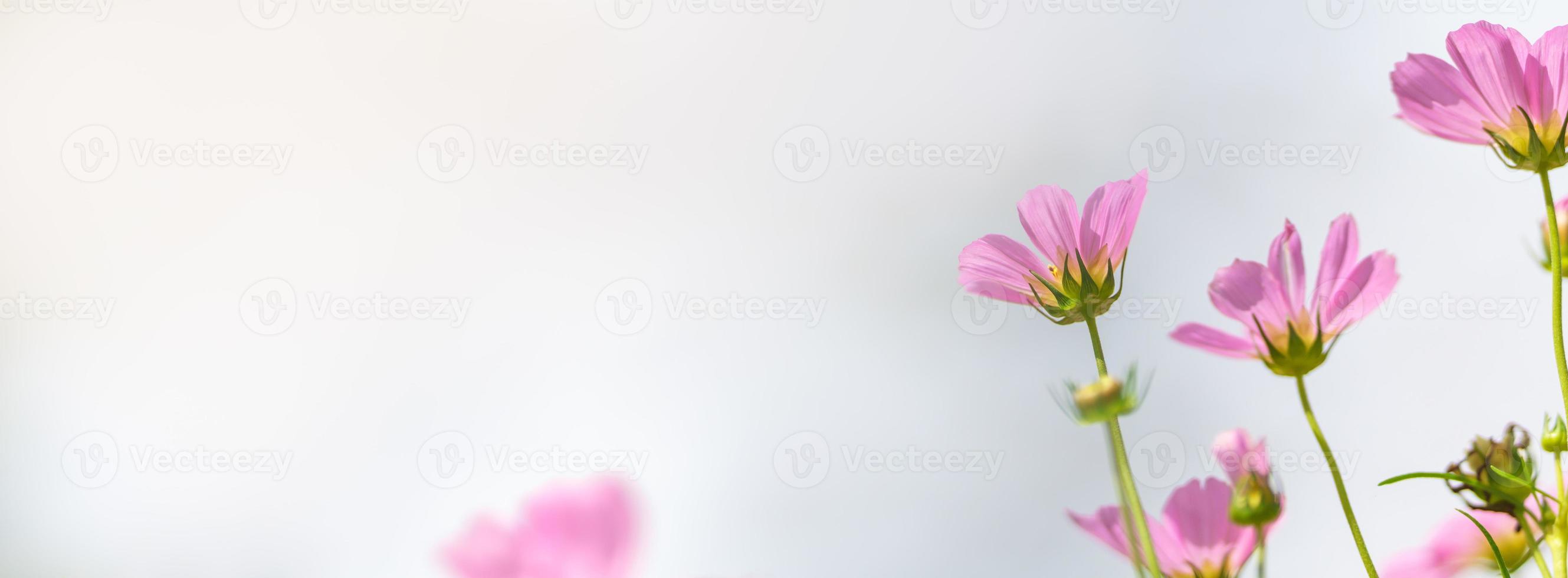 Closeup of pink Cosmos flower under sunlight with copy space using as background natural plants landscape, ecology wallpaper cover page concept. photo