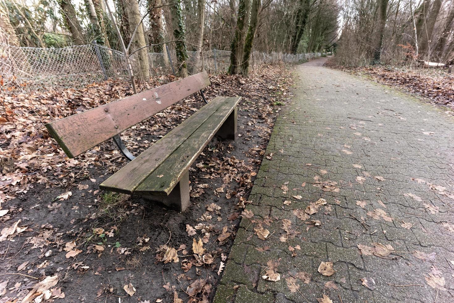 walking in the woods on a rainy day photo