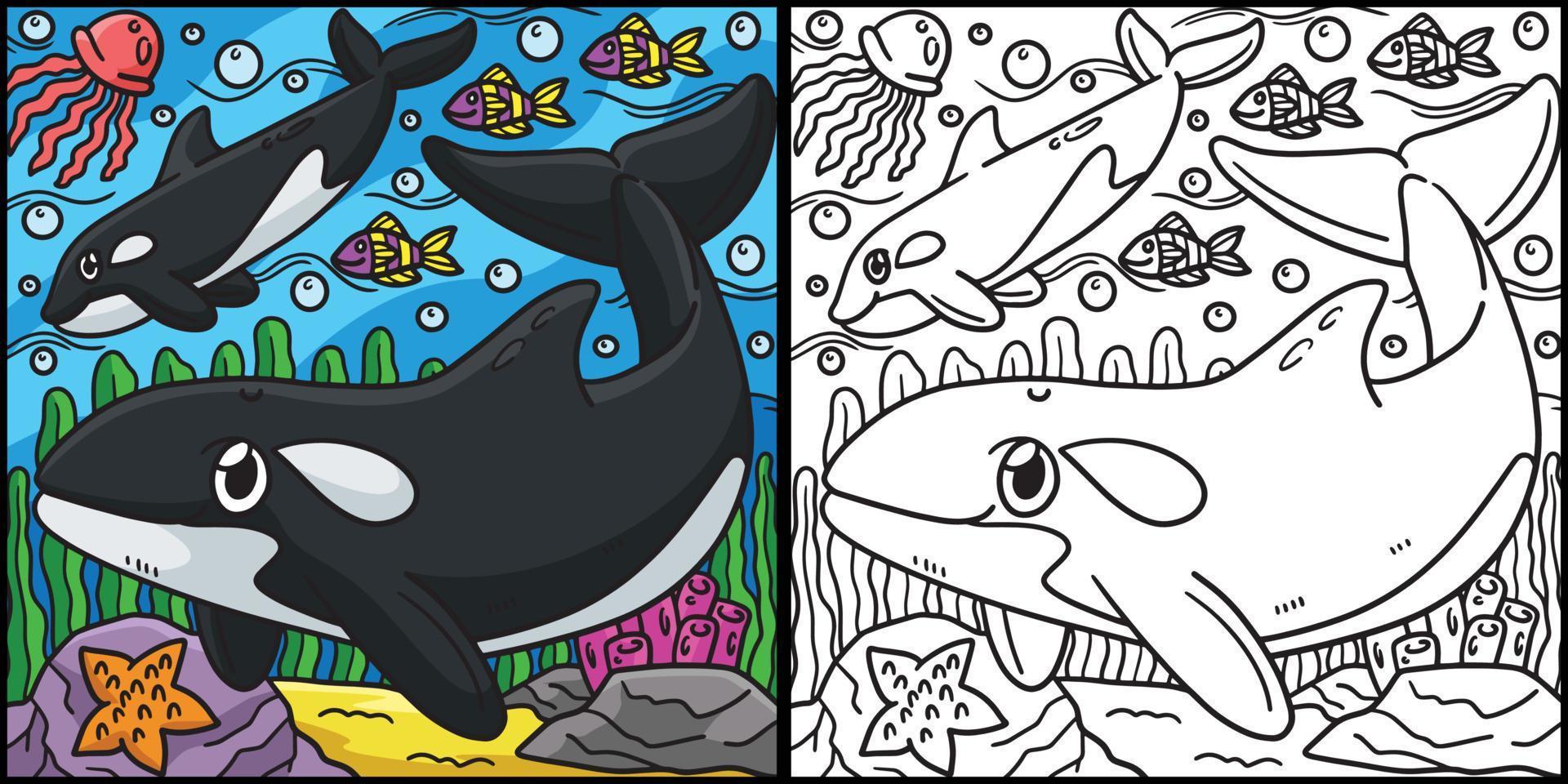orca para colorear página coloreada ilustración vector