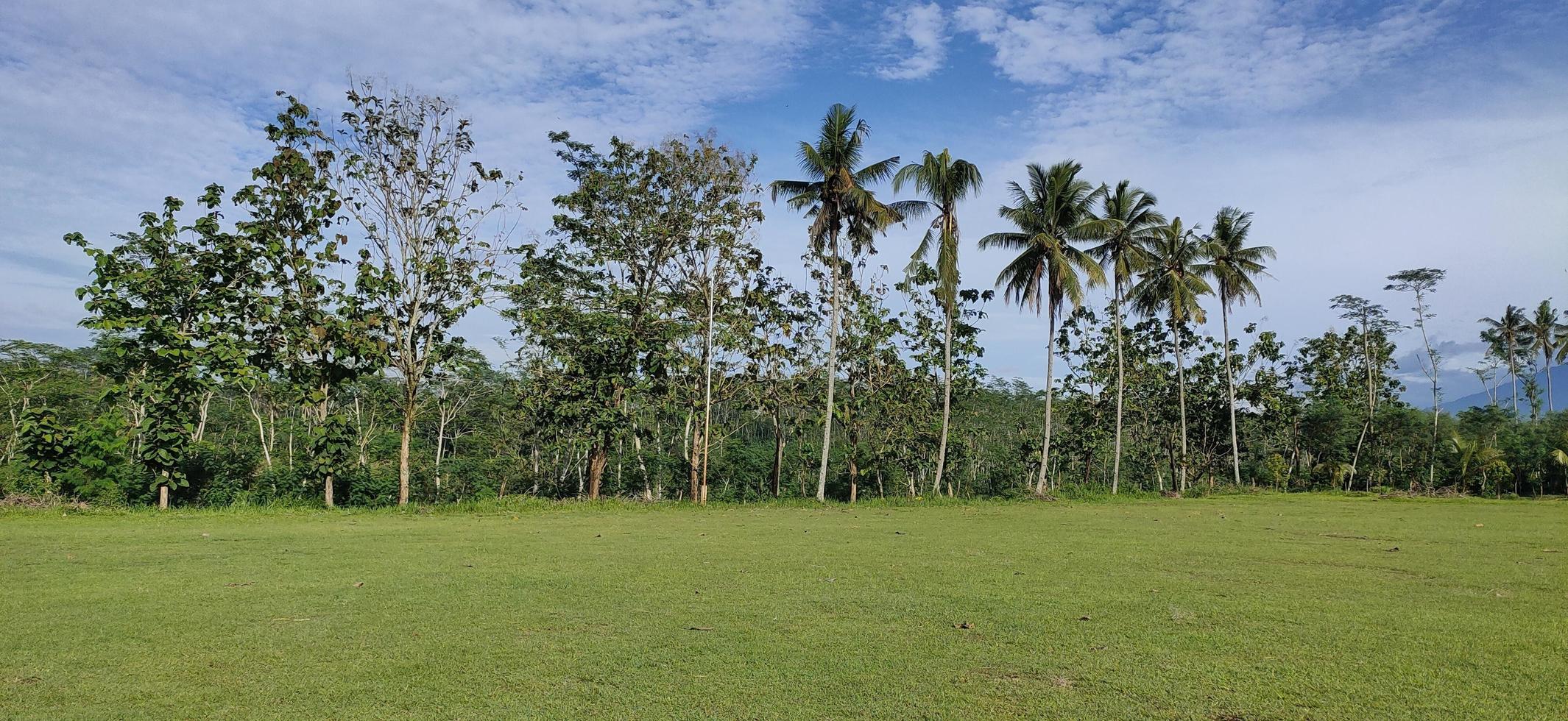 View of tall coconut trees and sengon trees on the edge of the field, under a blue sky with pure white clouds photo