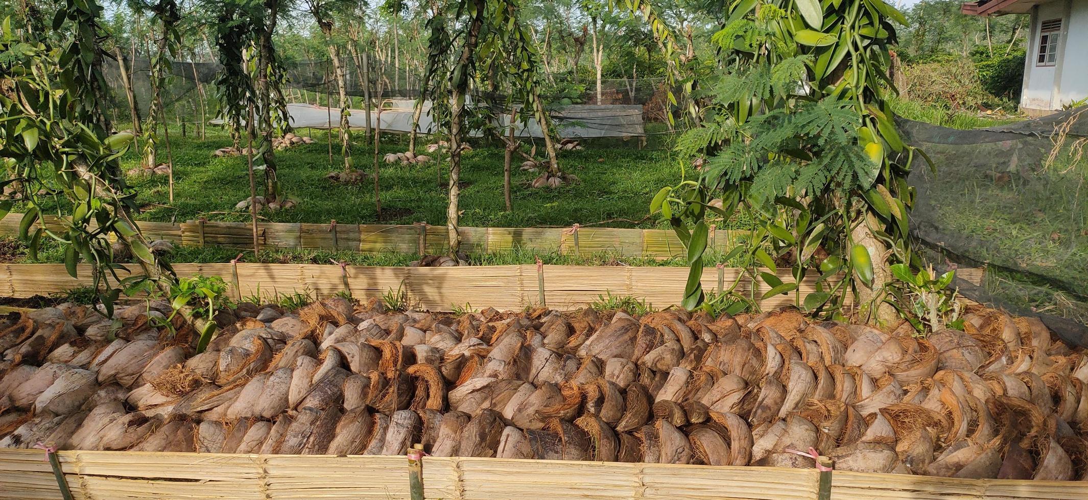 Pile of brown coconut coir, coconut coir for planting media. Piles of coir fiber or coir, a commercially important natural fiber extracted from the outer shell of the coconut fruit photo