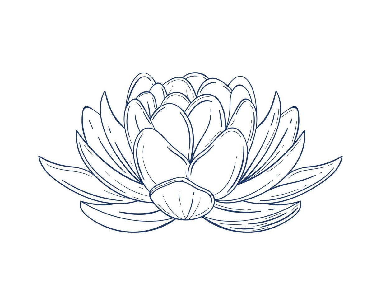 bosquejo del jardín de flores de loto vector