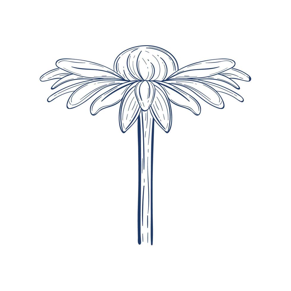 sunflower garden sketch vector