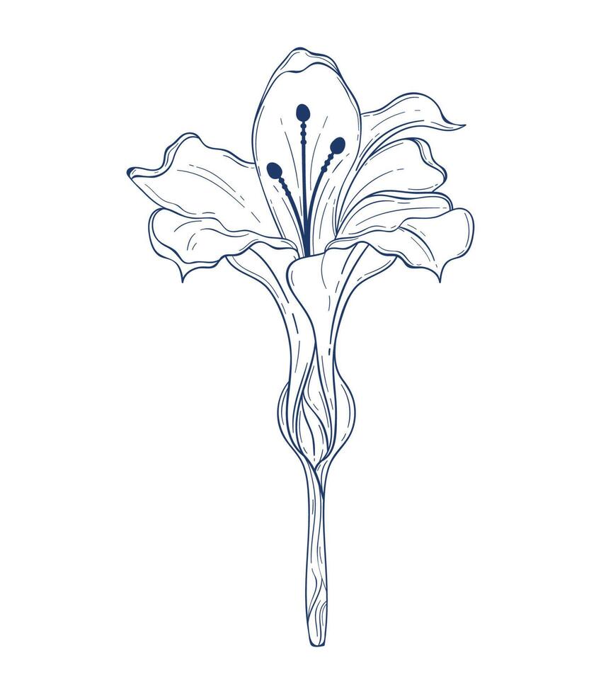 heliconia flower garden sketch vector