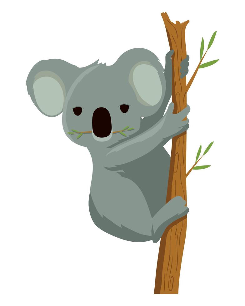 koala australian animal vector