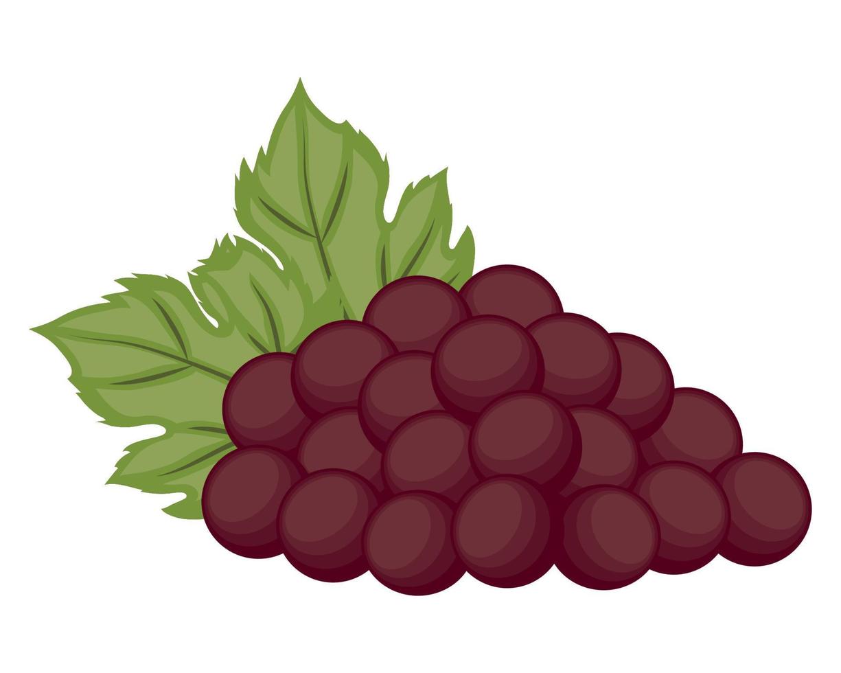 uvas frutas frescas saludable vector
