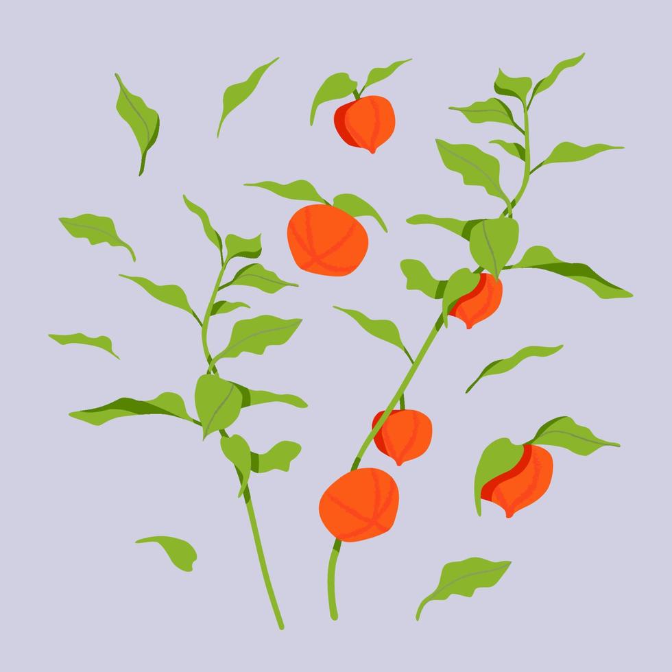 conjunto de ramas, bayas y hojas de physalis. ilustración floral dibujada a mano. concepto de decoración del hogar. dibujo plano moderno para el diseño de logotipos, patrones, web y aplicaciones. vector