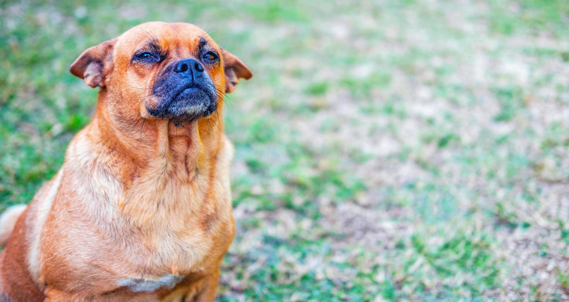 Funny head shot of cute crossbreed brown pug dog sitting and smiling happily, standing facing front. Looking curious towards camera. photo