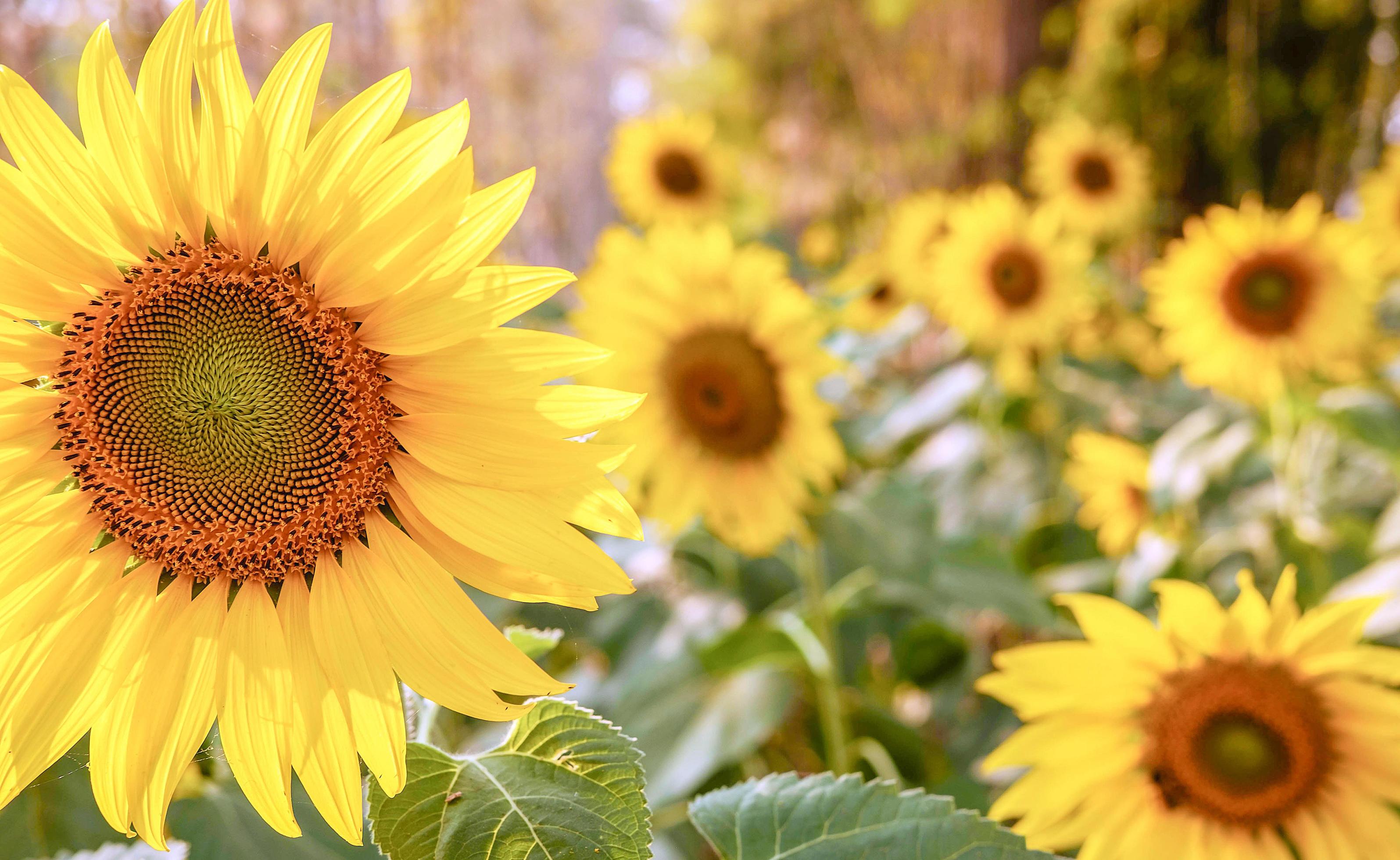 The sunflower fields bloom beautifully against the golden light in the