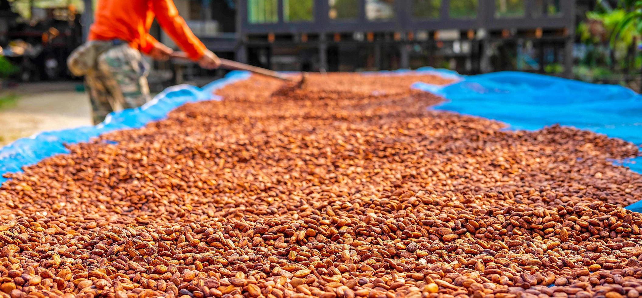Agriculture of cocoa farmers brown organic cocoa beans sun-drying on a cocoa farm. Process for chocolate production photo