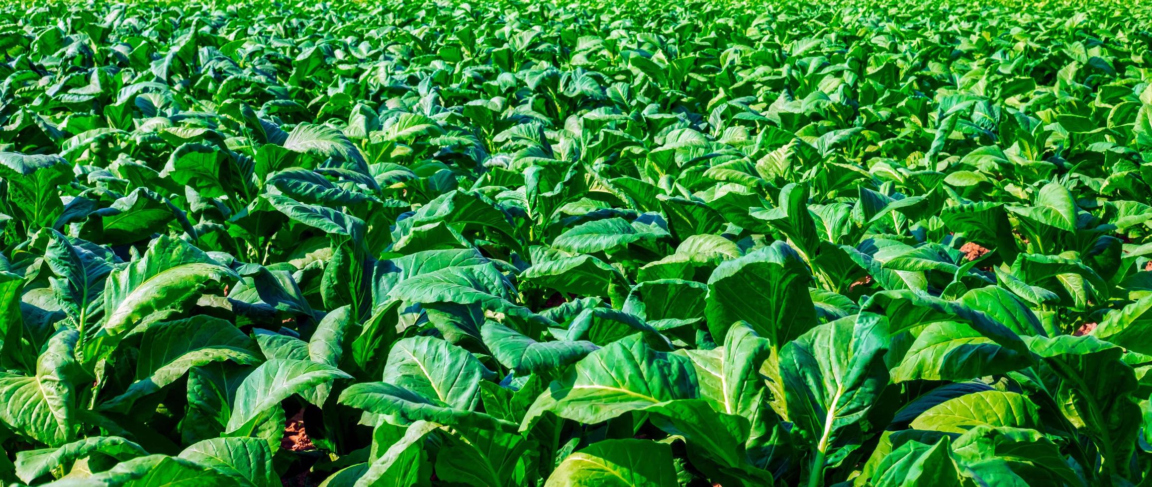 Close up of Tobacco big leaf crops growing in tobacco plantation field. Tropical Tobacco green leaf background photo