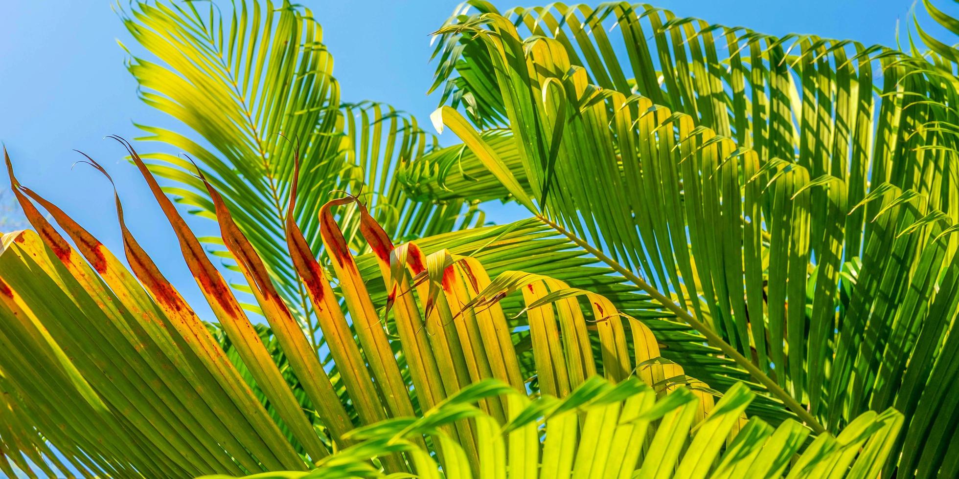 The leaves of palm trees and the blu sky Summer background photo