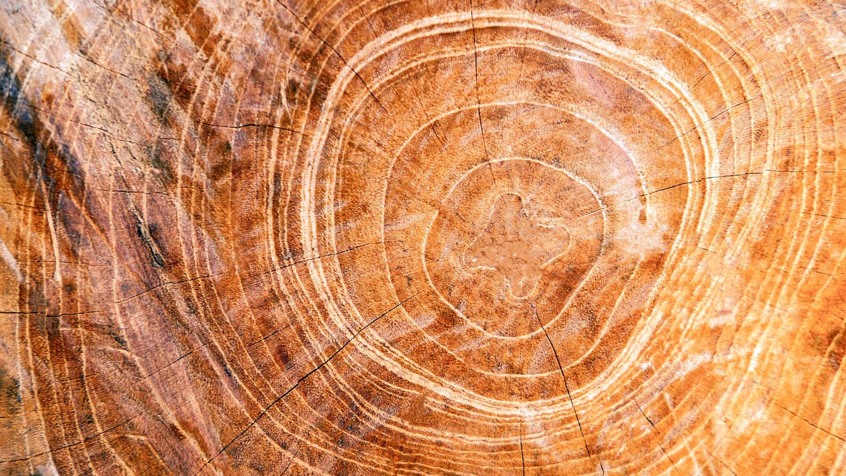 The background of the cut wood reveals the pattern and details or texture of the wood at the core. wood cutting background photo