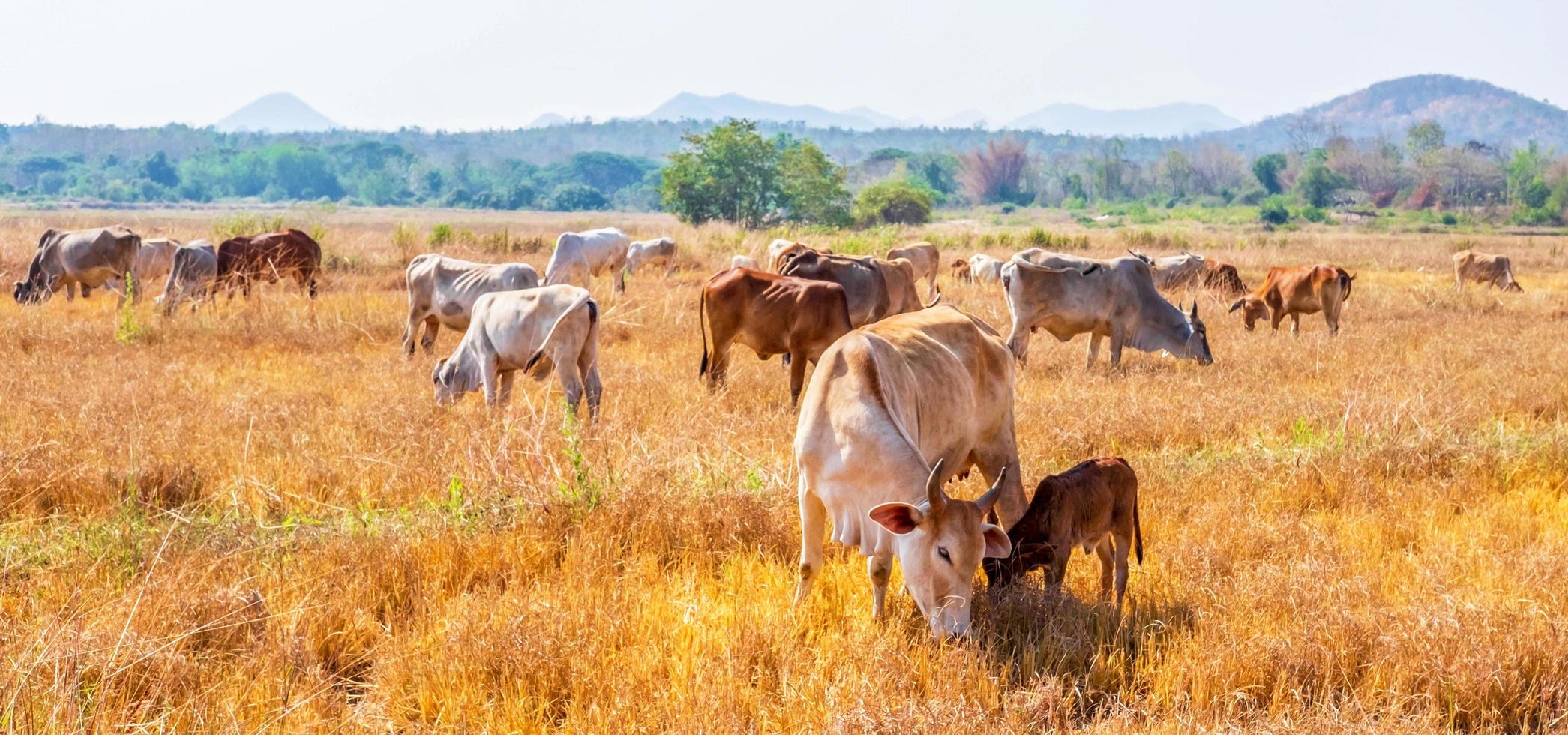 A herd of indigenous brown cows eating hay in a rural meadow.Herd of cows graze in grasslands in hilly landscapes and meadows on clear days. photo