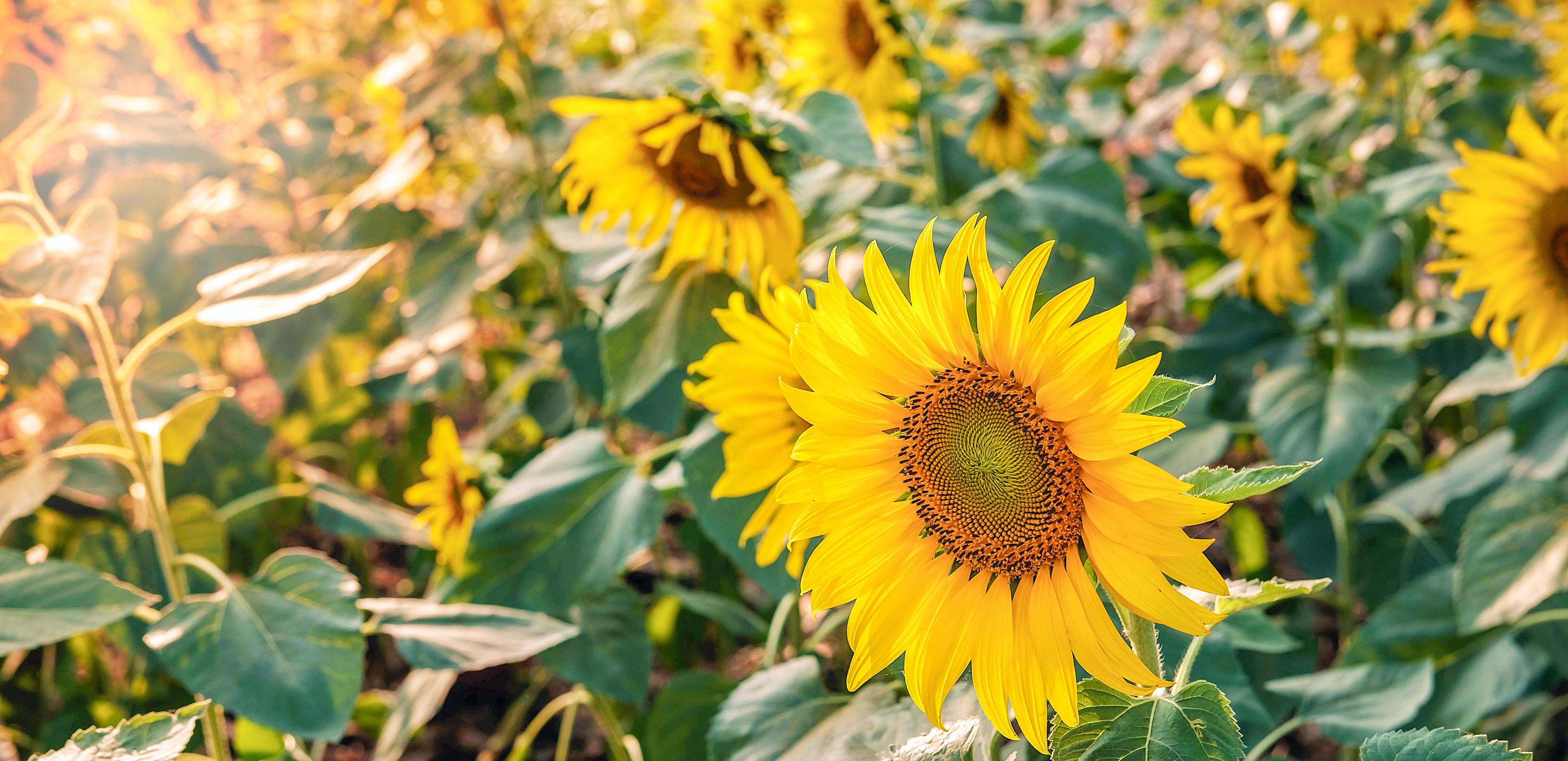 The sunflower fields bloom beautifully against the golden light in the