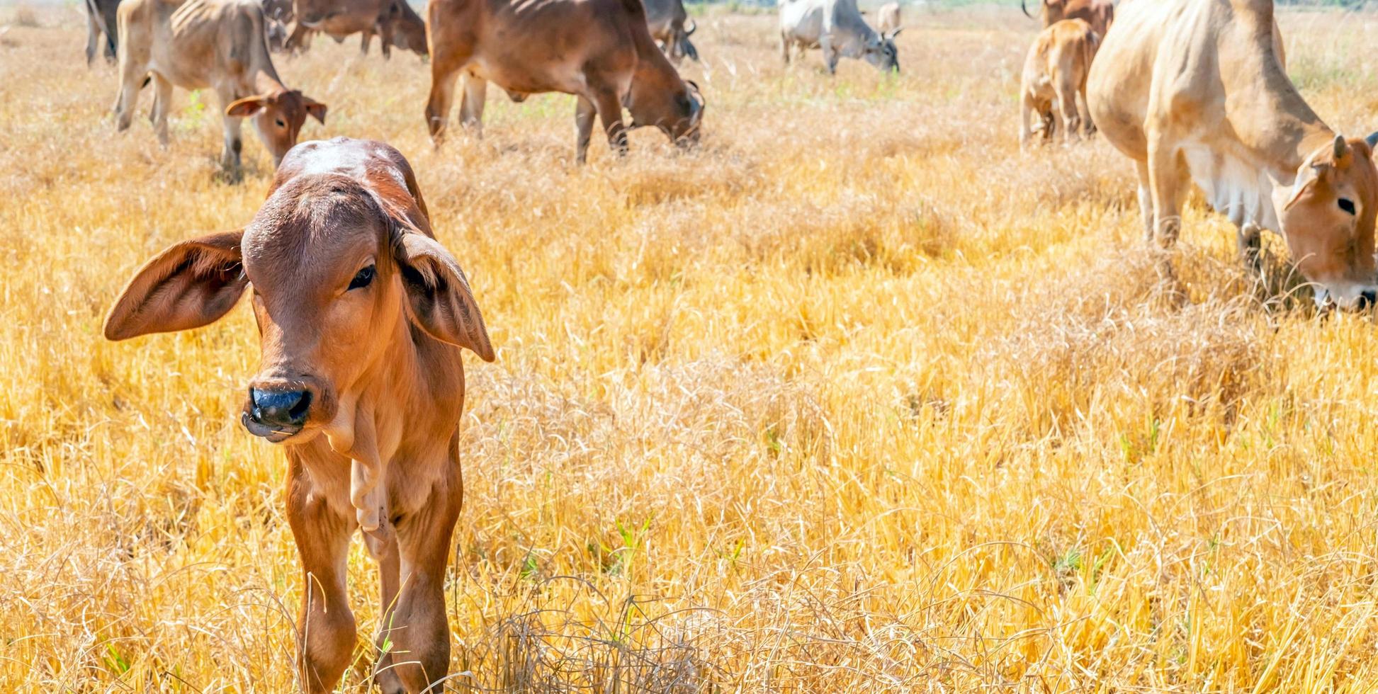 un rebaño de vacas marrones indígenas comiendo heno en un prado rural. rebaño de vacas pastan en pastizales en paisajes montañosos y prados en días despejados. foto