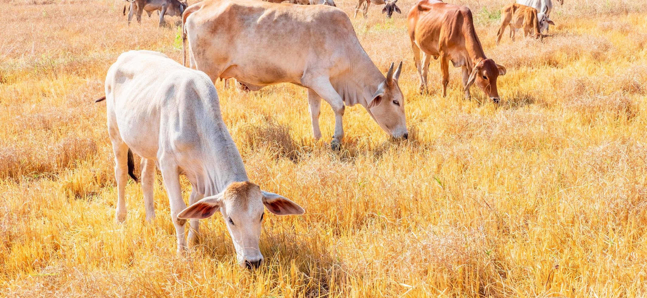 A herd of indigenous brown cows eating hay in a rural meadow.Herd of cows graze in grasslands in hilly landscapes and meadows on clear days. photo