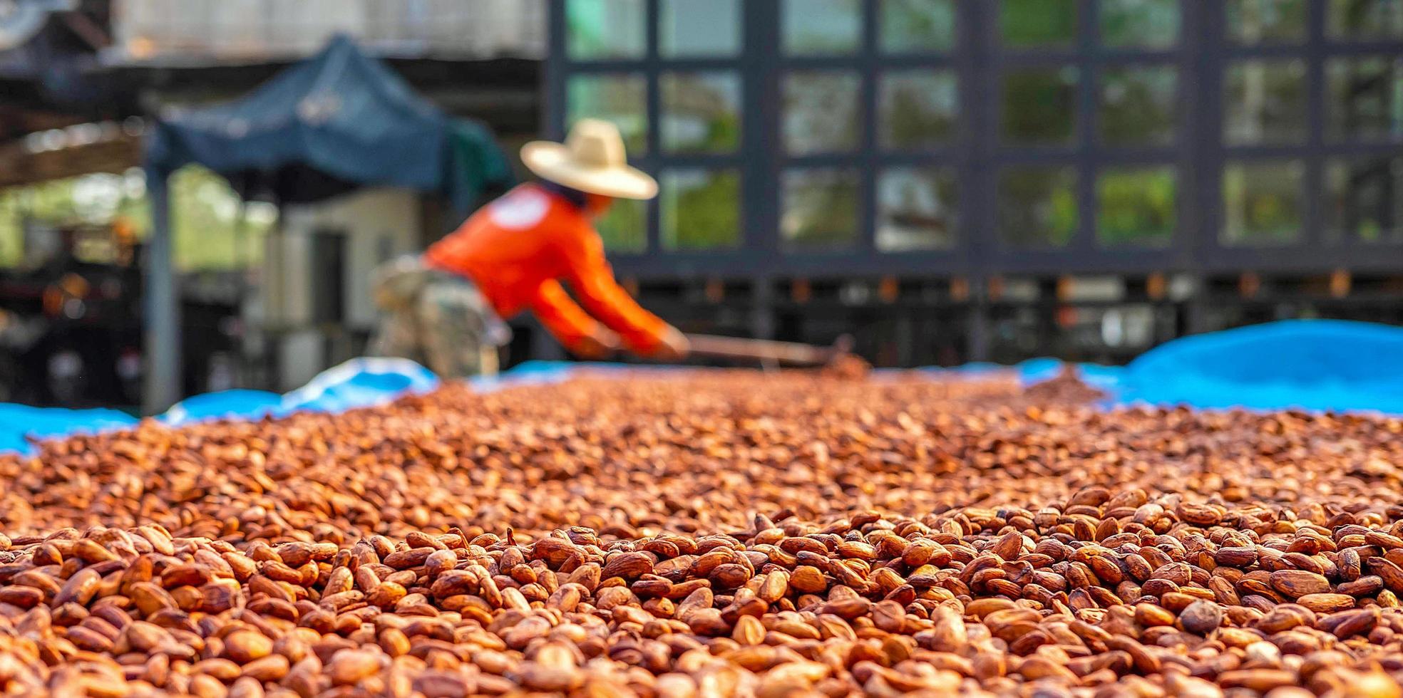 Agriculture of cocoa farmers brown organic cocoa beans sun-drying on a cocoa farm. Process for chocolate production photo