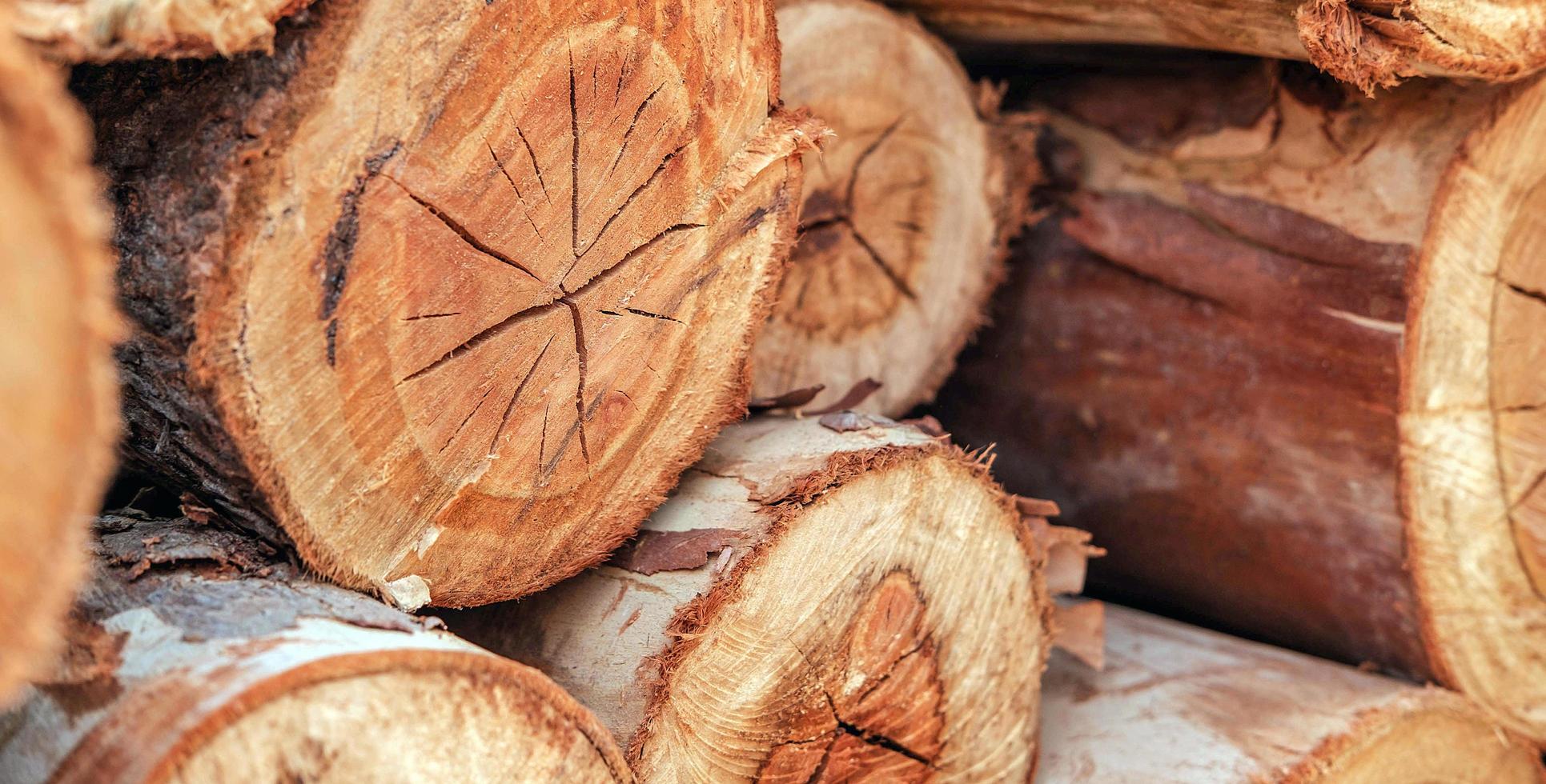 The background of the cut wood reveals the pattern and details or texture of the wood at the core. wood cutting background photo