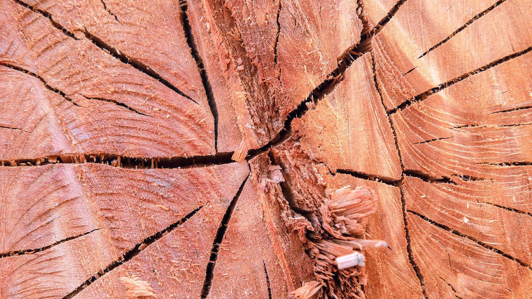 el fondo de la madera cortada revela el patrón y los detalles o la textura de la madera en el centro. fondo de corte de madera foto