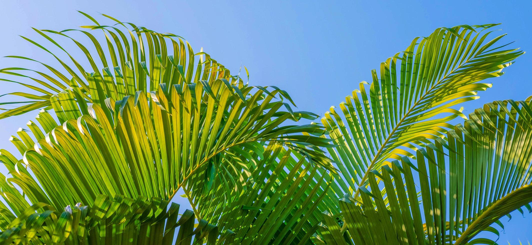 The leaves of palm trees and the blu sky Summer background photo