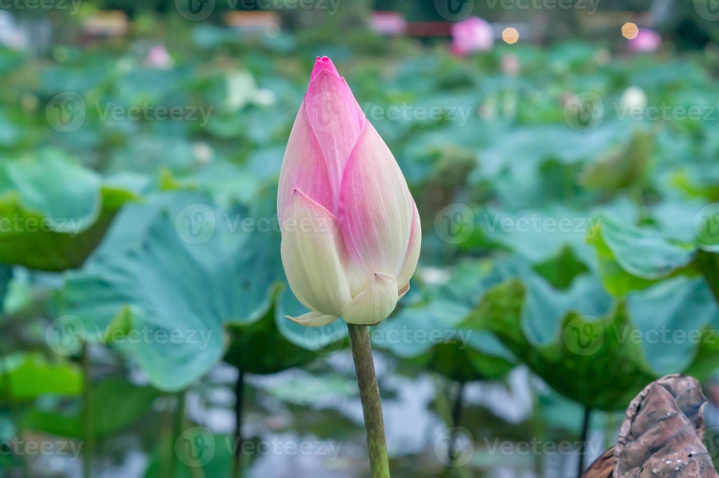 Single beautiful pink waterlily bud in natural pond closely taken with blurred green leaves background in soft light, Big pink lotus bud or flower photo