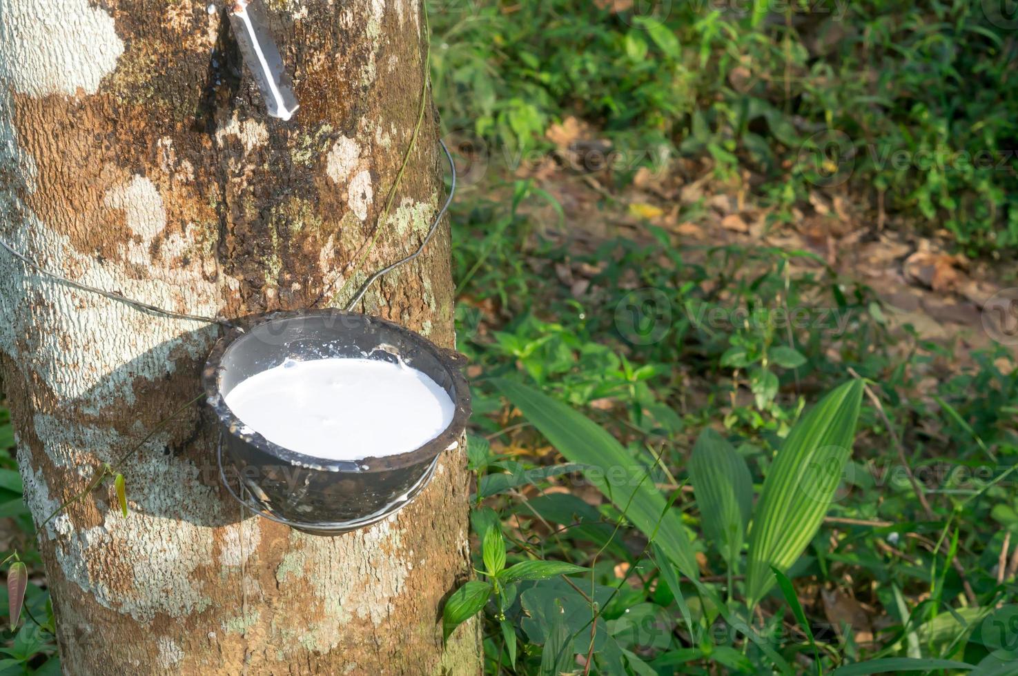 Scheermes ontwerper kop Rubber tree providing great yield of natural rubber latex tapped or  extracted from rubber tree in rubber plantation in south of Thailand.  Concept of great yield from agriculture, Close up photo 16931738