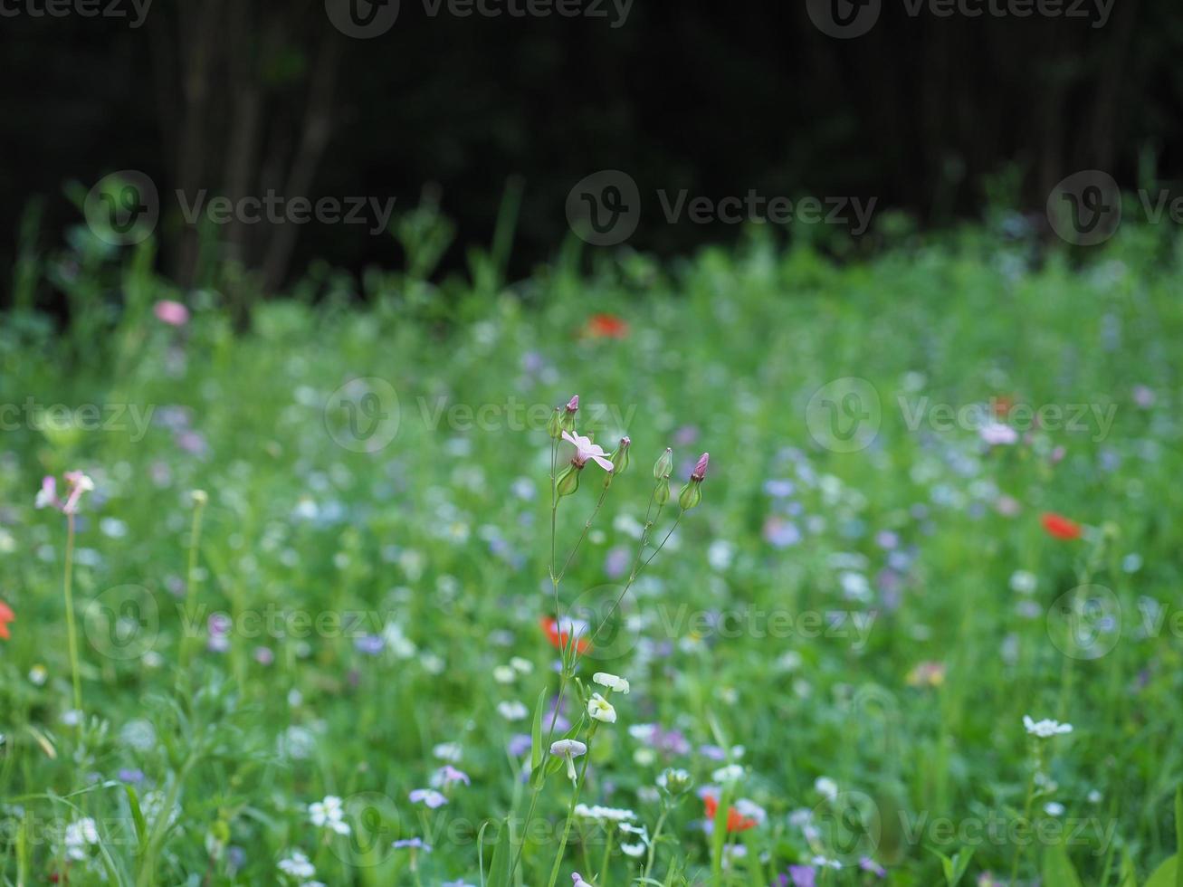 green meadow background photo
