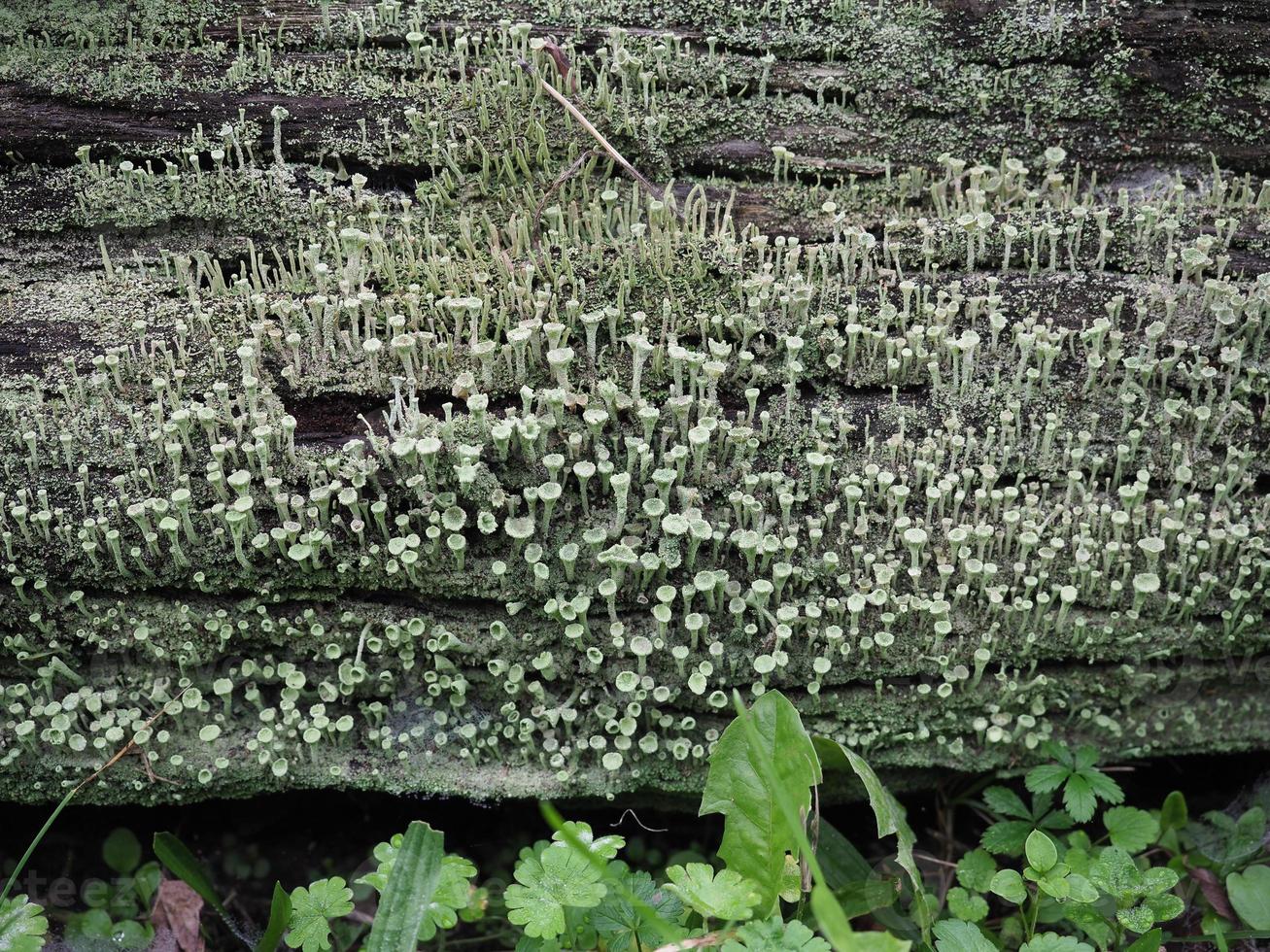 pixie cup lichen scient. name Cladonia asahinae photo