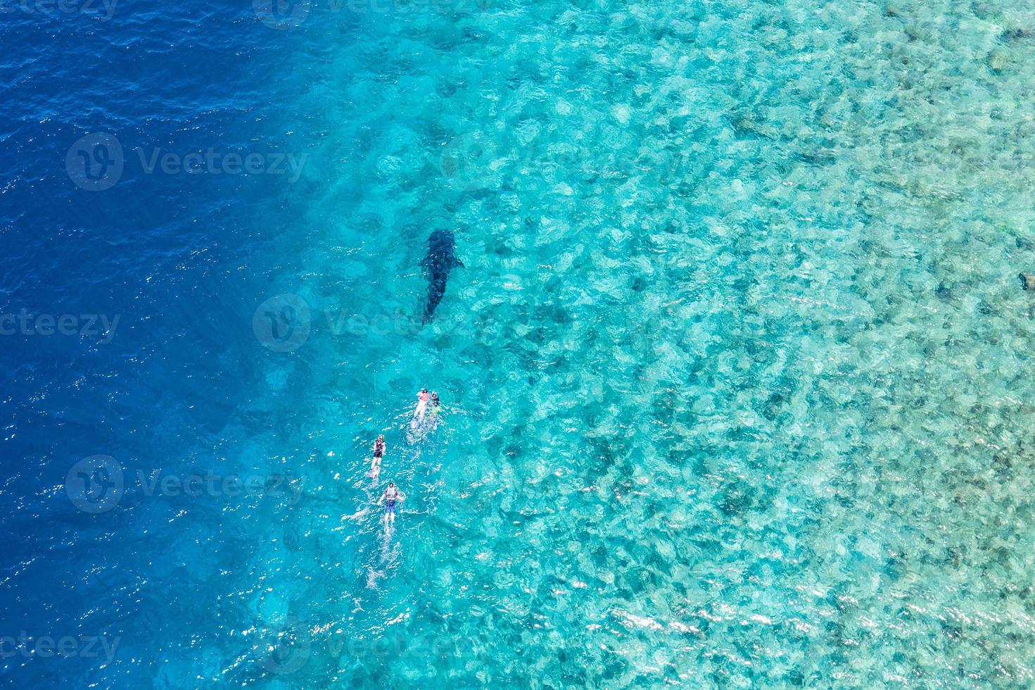 Whale Shark rhincodon typus, the biggest fish in the ocean, huge gentle plankton filterer giant, swimming near the surface, snorkeling people following in Maldives amazing sea water, shallow lagoon photo