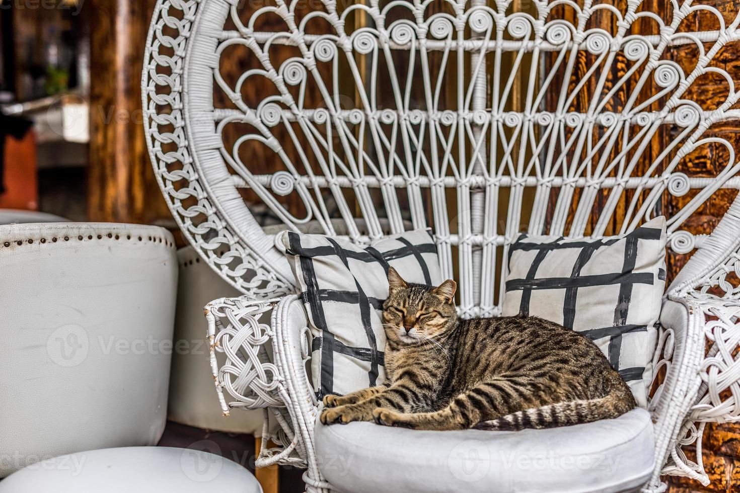 Funny scene, cat sleeping in chair, lazy cat concept, symbol of comfort photo