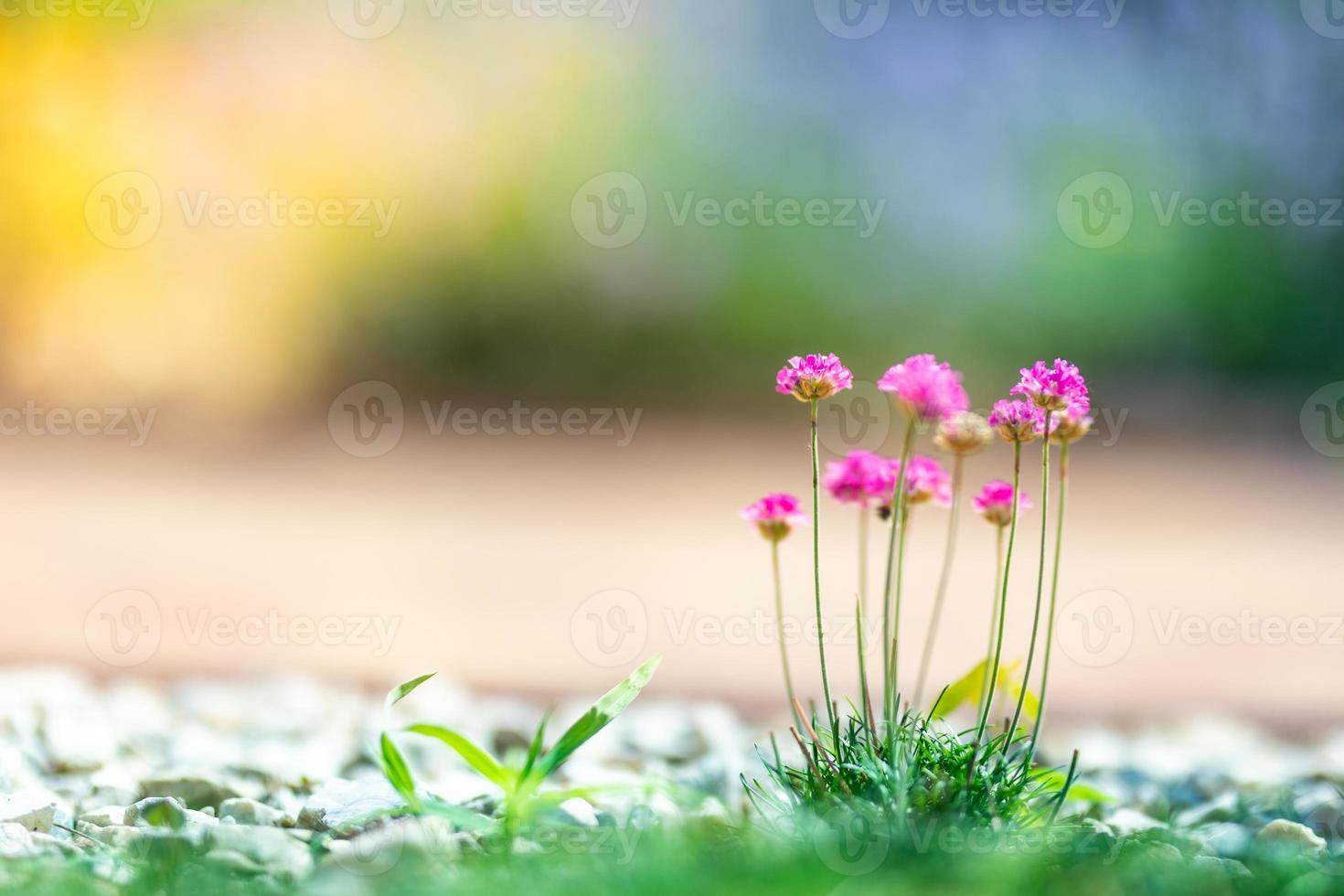 hermosas flores rosas en la naturaleza de primavera verano al aire libre contra el desenfoque del jardín, macro, enfoque suave. colorido fondo de naturaleza artística, clima soleado, idílica naturaleza borrosa foto