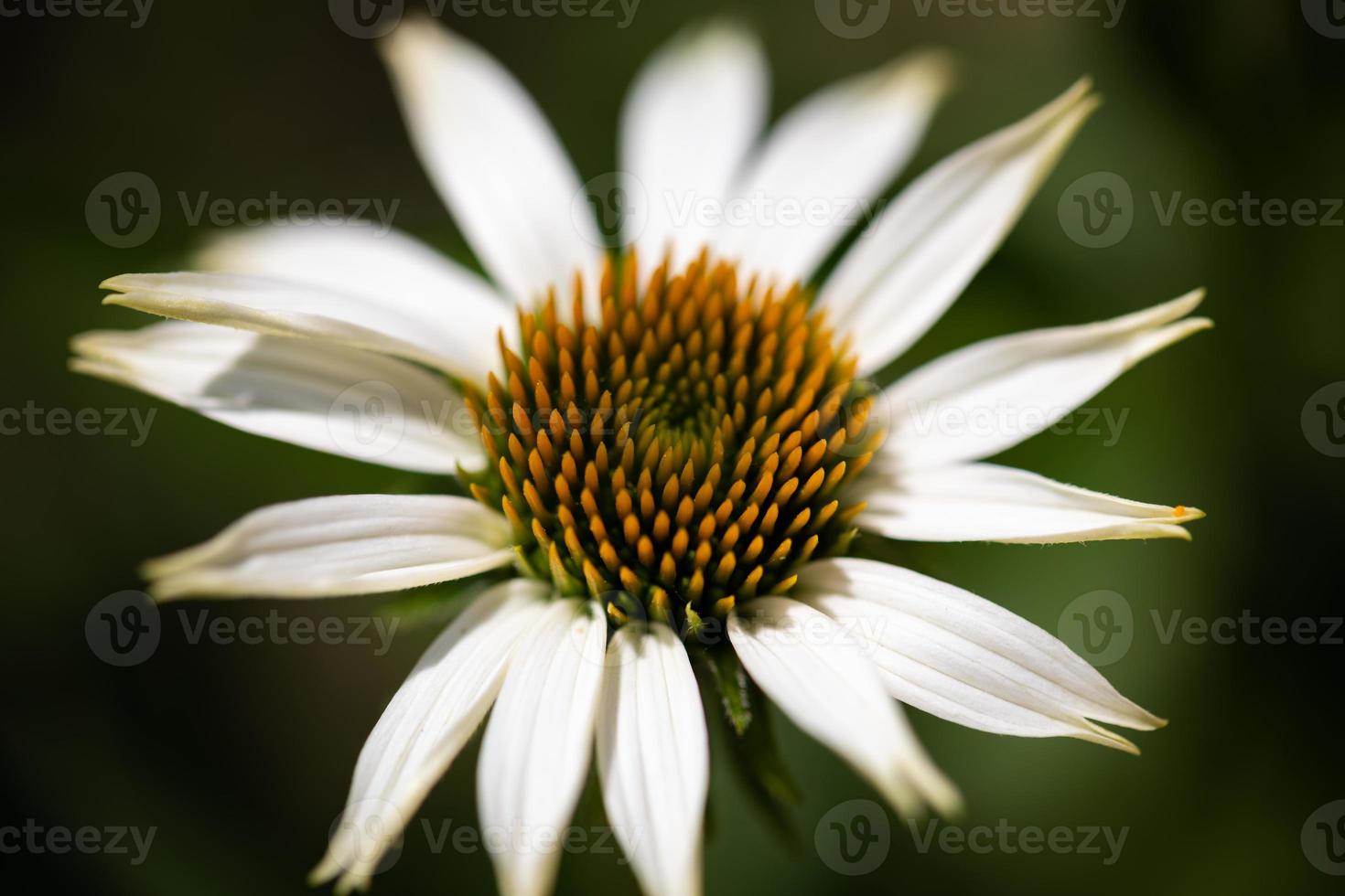 Beautiful white flower macro, artistic closeup, nature background. Yellow petals with white leaves on blurred natural green nature grass photo