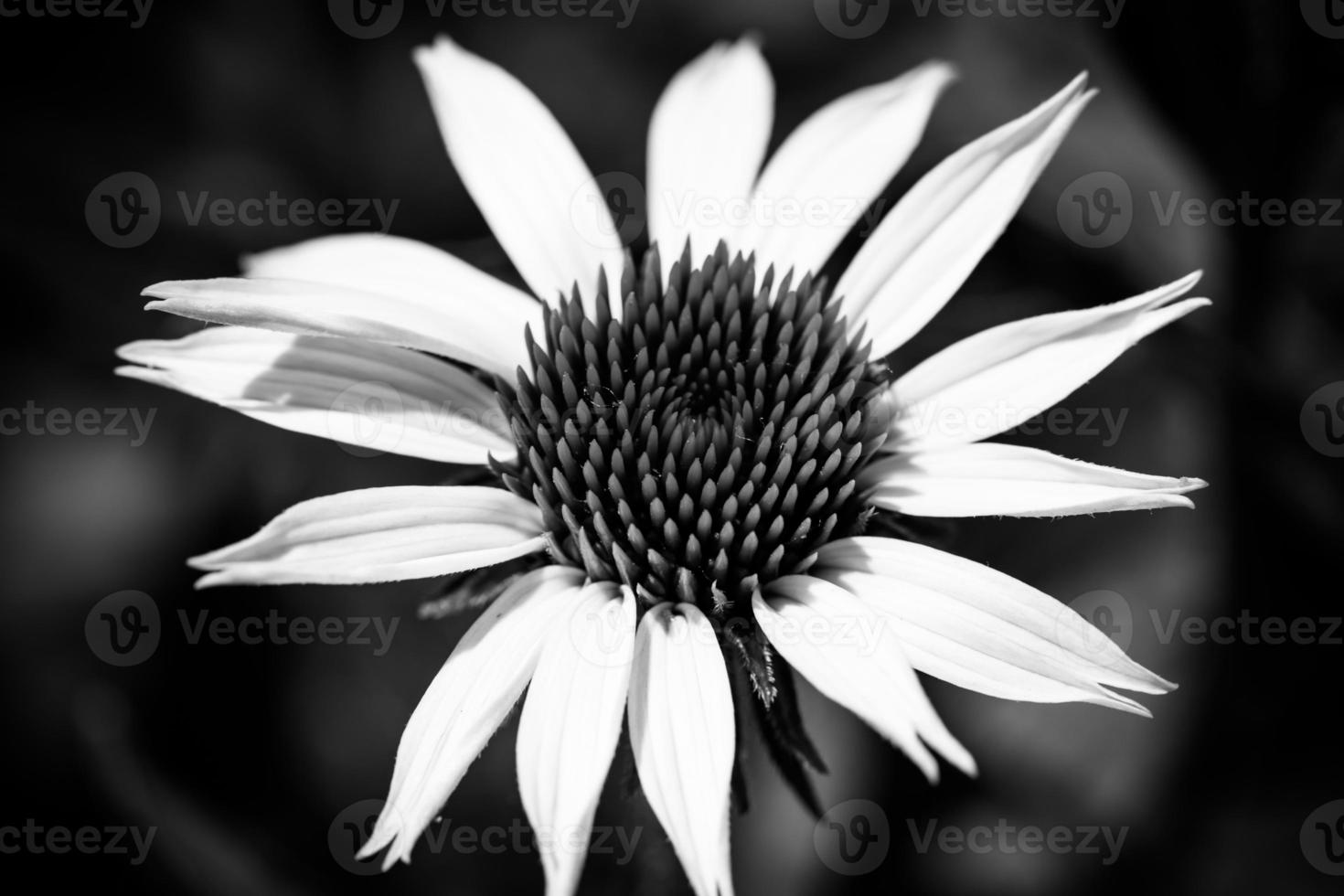 Close up of white daisy on artistic background with soft focus. Dramatic floral macro, dark blurred foliage background photo