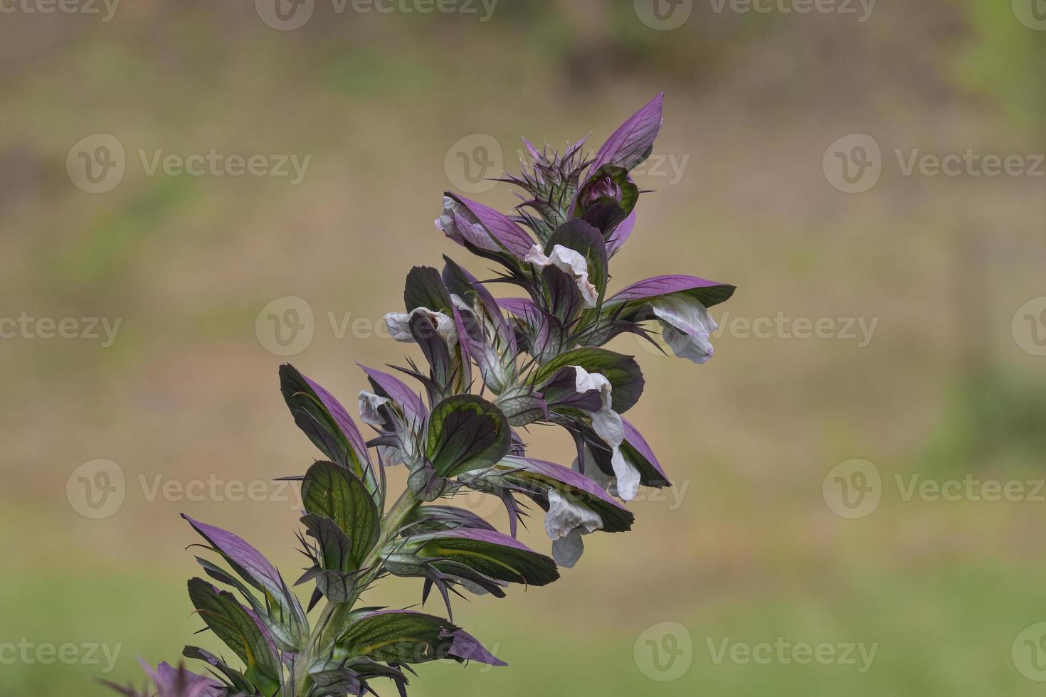 bears breeches--acanthus hungaricus-- ,Germany photo