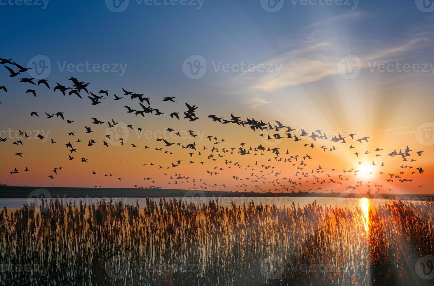 barnacle goose--Branta leucopsis--,hibernate at North Sea,Germany photo