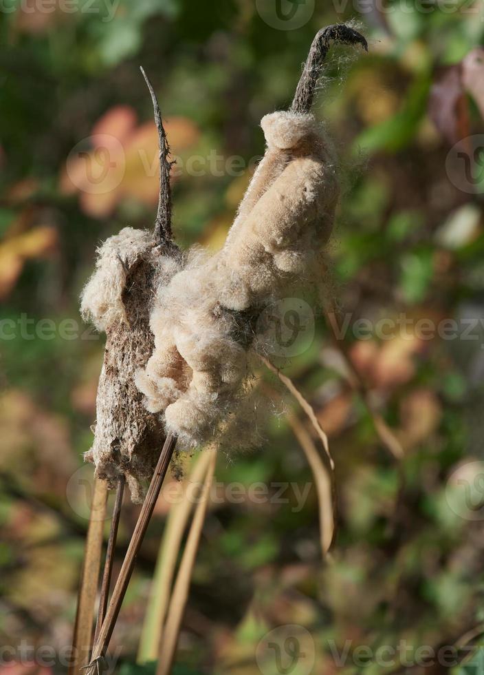 bulrush or cattail--Typha latifolia--,Germany photo