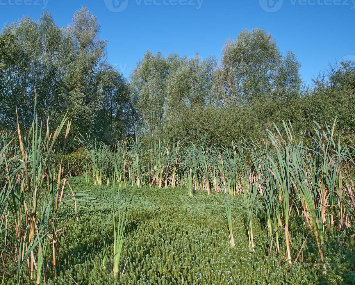 Reserva natural por nombre bergische heideterrasse con planta de cola de yegua --hippus vulgaris-- en bog,alemania foto