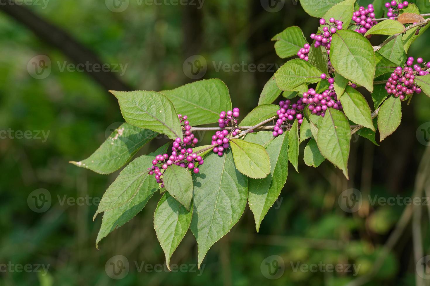 american Beautyberry shrub --Callicarpa americana--, Germany photo