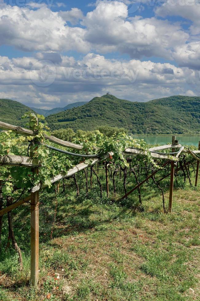 Vineyard at Lake Caldaro or Kalterer See, South Tyrol, Italy photo