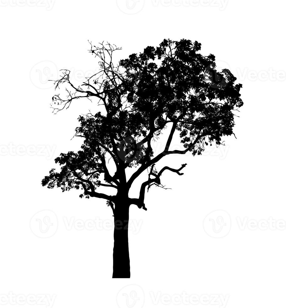 Tree silhouette for brush on white background photo