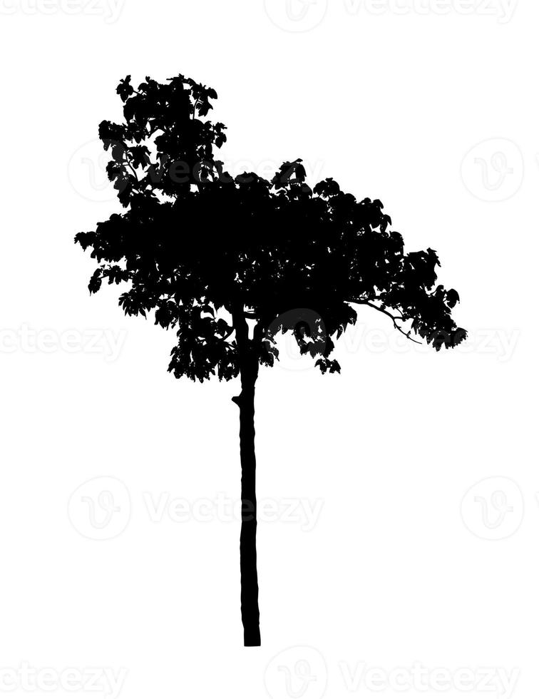 Tree silhouette for brush on white background photo