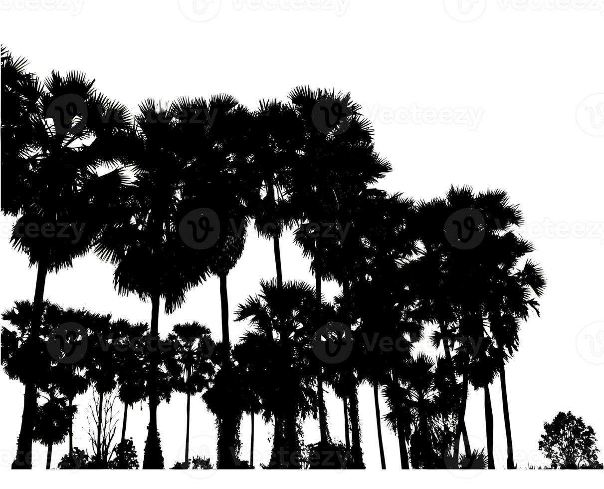 silhouette of palm trees High resolution tree landscape isolated on white background for print and web page with cut paths and alpha channels. photo