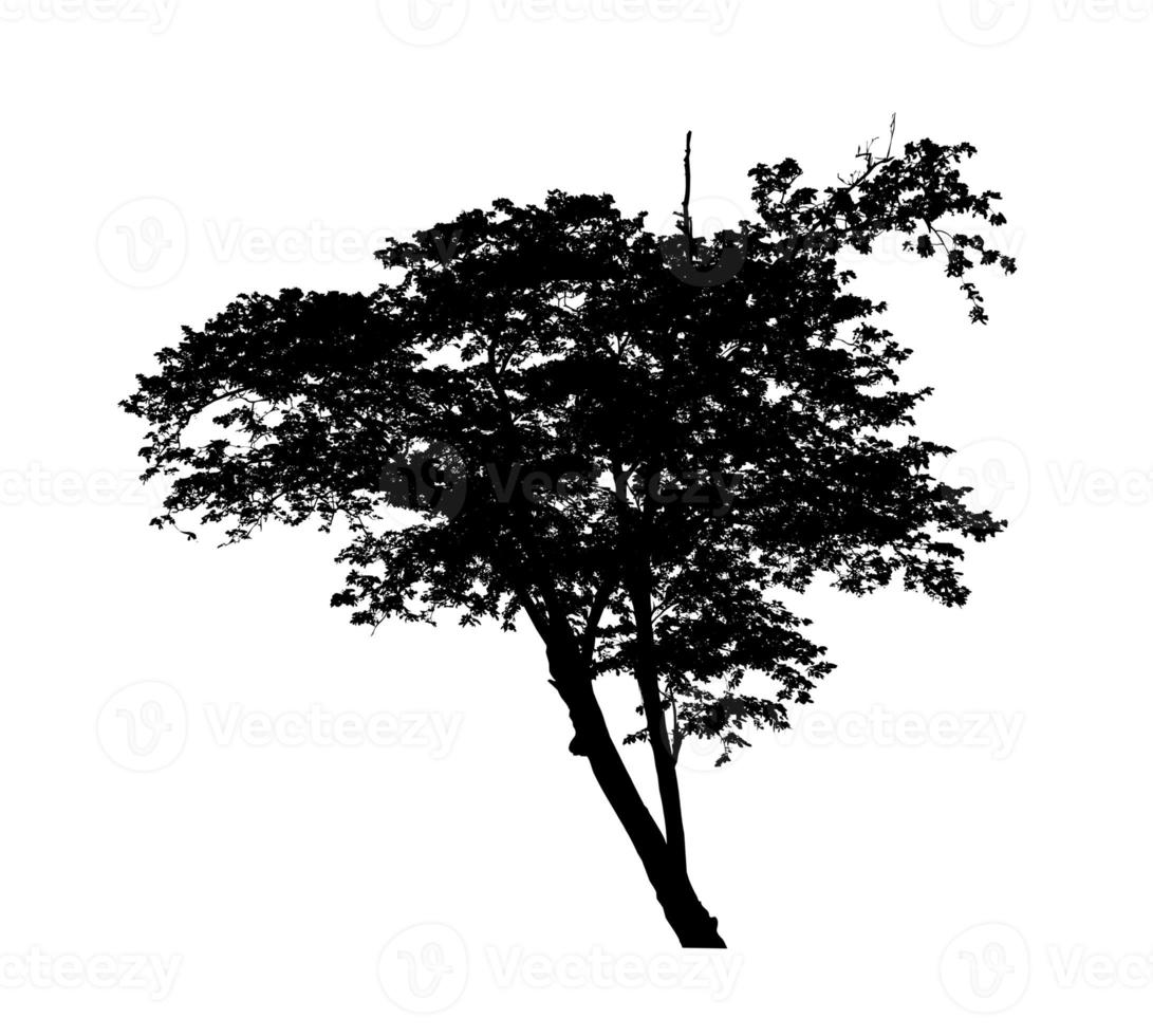 Tree silhouette for brush on white background photo