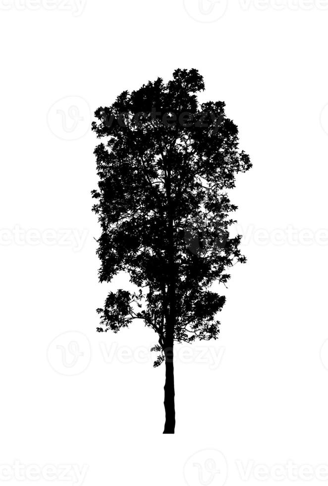 Tree silhouette for brush on white background photo