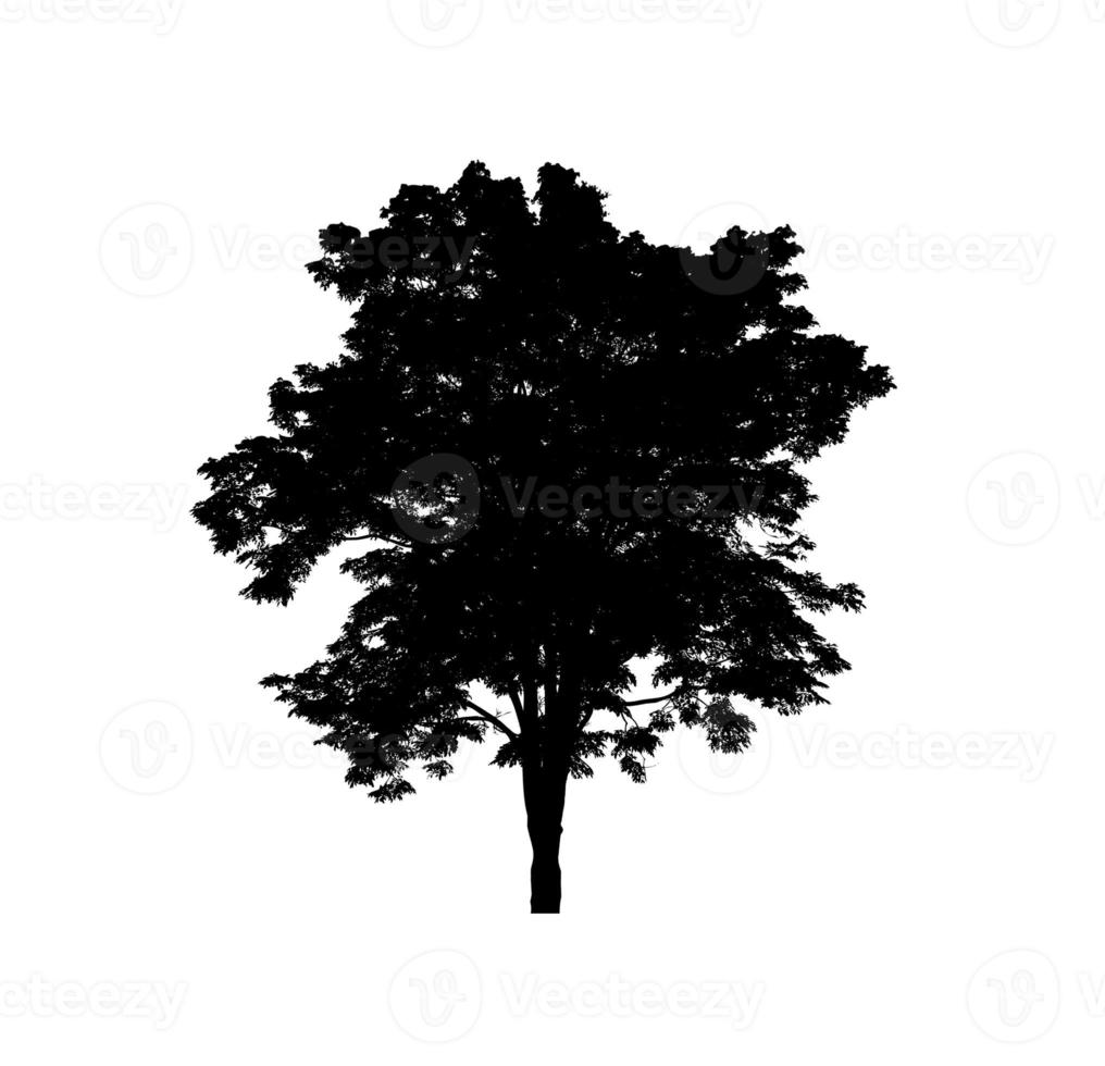 Tree silhouette for brush on white background photo