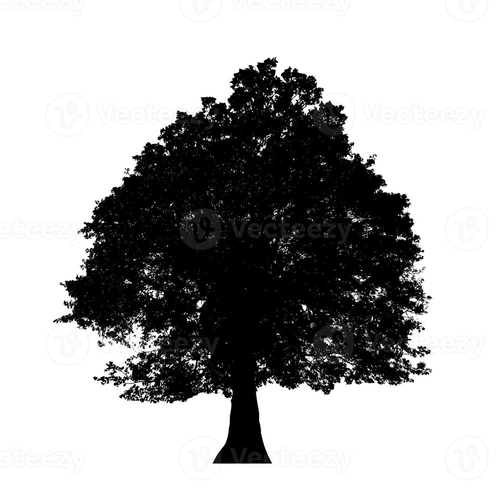 Tree silhouette for brush on white background photo